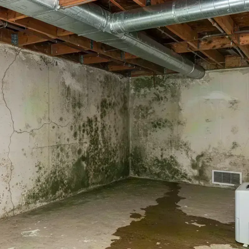 Professional Mold Removal in Wickenburg, AZ